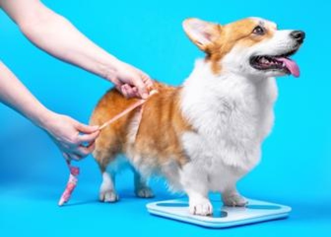 Ensuring Your Pet is a Healthy Weight The Pet Vet